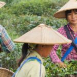 Conflictfood_Teeernte-1