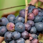grapes-3102312_1280