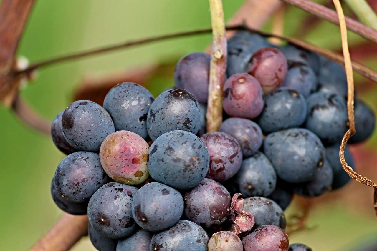 Vinařstvím roku 2017 se stalo VÍNO J. STÁVEK grapes-3102312_1280