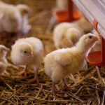 Sklizeno_Cerveny_hradek (7)