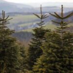 formschoene-naturbaeume-vnwb-heidi-bueckerw