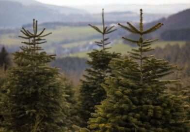 Přírodní vánoční stromky na Christmasworld 2026