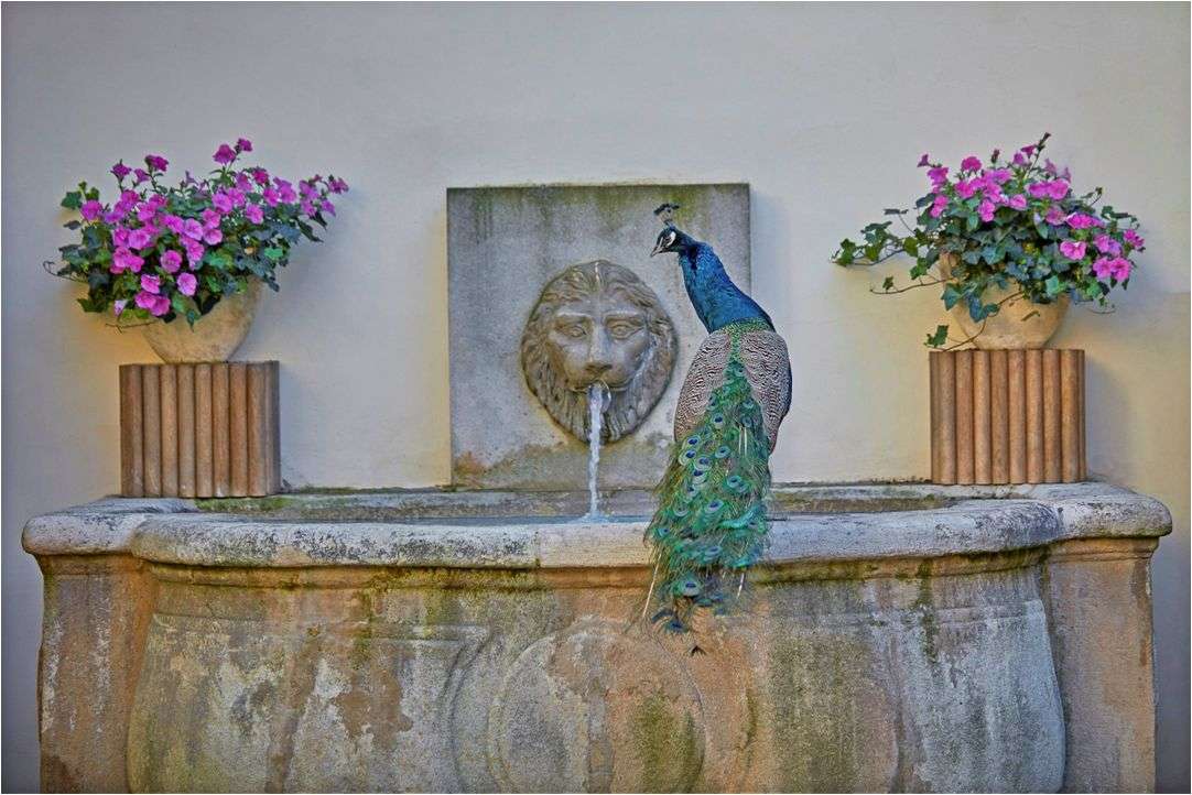 Peacock